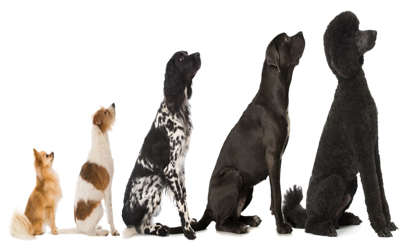 Dog Breed Guide – FAQ on Small and Large Breed Nutrition
