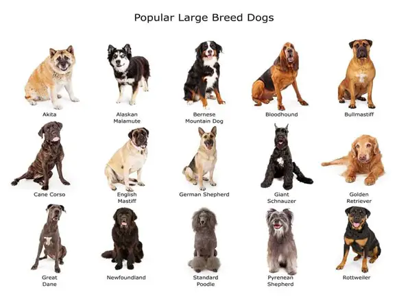 Dog Breed Guide – FAQ on Small and Large Breed Nutrition