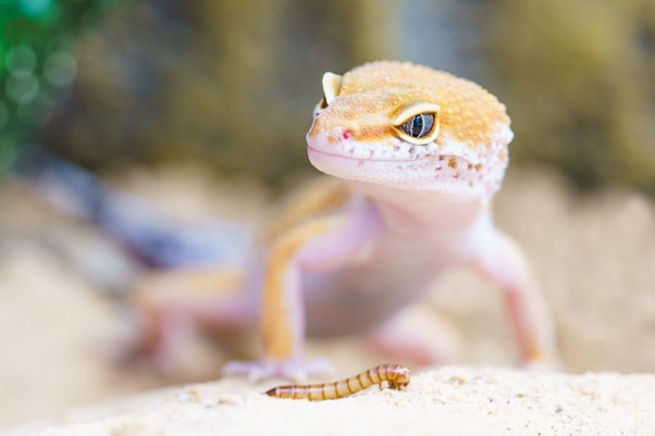 6 Important Things You Need to Consider Before You Adopt a Lizard